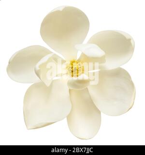 Weiße Magnolie Blume isoliert. Draufsicht. Stockfoto