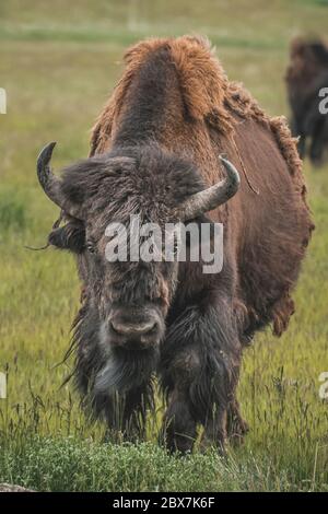 Ein junger Bison Bull Stockfoto