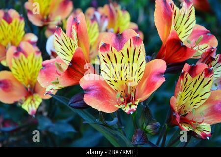 Alstroemeria aurantiaca blüht im Garten des Getty Center Stockfoto