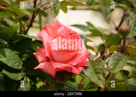 Die rote Rose blüht mit einer kleinen Knospe im April in der Türkei Stockfoto