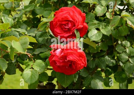 Zwei rote Rosen blühen im Frühling Stockfoto