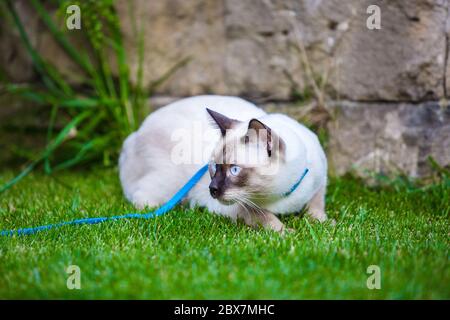 Nahaufnahme einer erwachsenen Mekong Bobtail Katze, die draußen auf grünem Gras posiert. Eine Katze geht auf einem grünen Rasen mit blauer Leine. Junge Katze, Siamese Typ, Mekong Stockfoto