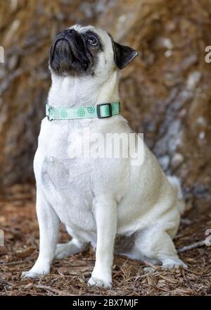 Fawn Pug Welpen männlich auf behandeln fixiert. Stockfoto