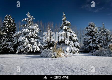 Schneebedeckte Bäume mit blauem Himmel an einem sonnigen Tag Stockfoto