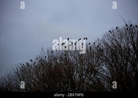 Krähen brüllen im Winter Stockfoto