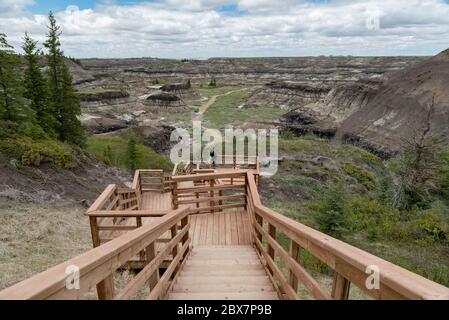 Horseshoe Canyon, Alberta, Kanada. Eine Frau, die auf einem hölzernen Aussichtspunkt steht, der die Badlands westlich von Drumheller überblickt. Stockfoto