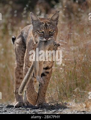 Eine Bobcat liefert den tötenden Biss an ein kalifornisches Bodenhörnchen, bevor sie die Beute zu ihren Kätzchen trägt. Stockfoto