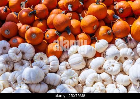 Viele Kürbisse überall auf Open-Air-Markt lebendige Farben. Stockfoto