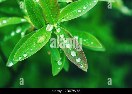 Grünes Blatt mit Wassertropfen nach Regen, Nahaufnahme Stockfoto