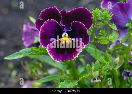 Dunkelviolette Stiefmütterchenblume (Viola tricolor) im Garten Stockfoto