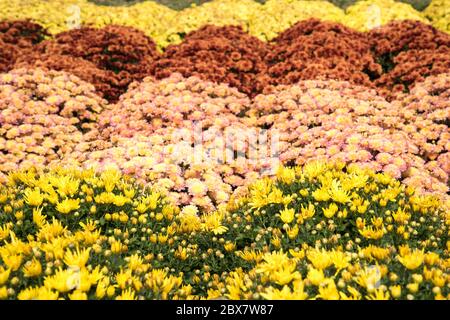 Bunte Mütter auf dem Display. Stockfoto