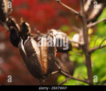 Im Frühjahr getrocknete, Tagesilie-Samenschote Stockfoto
