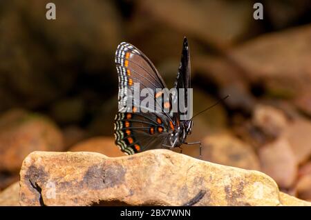 Rot gefleckte lila Schmetterling auf einem Felsen. Stockfoto