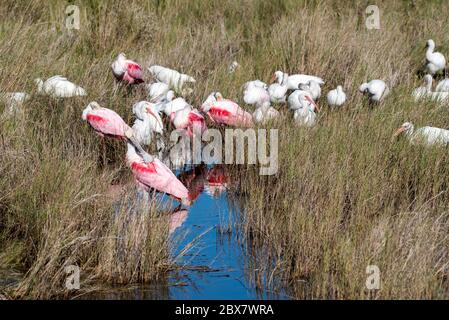 Löffler und Weißibis in Salzmarmelandschaft. Stockfoto