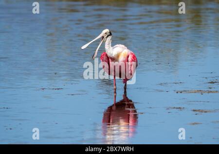 Ein Roseat-Löffler wat durch das Wasser. Stockfoto