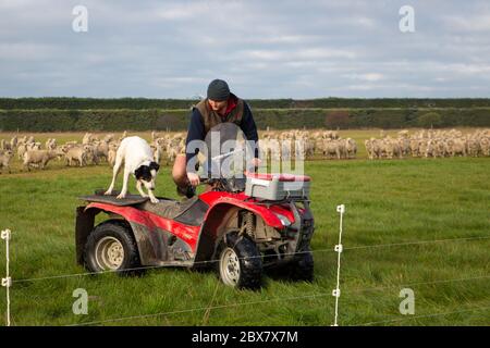 Darfield, Canterbury, Neuseeland, Mai 28 2020: Ein Bauer und sein Schafhund legen in der Schichtpause ein Fechten für Schafe, die mit einem Quad fahren, um auf der Farm herumzukommen Stockfoto