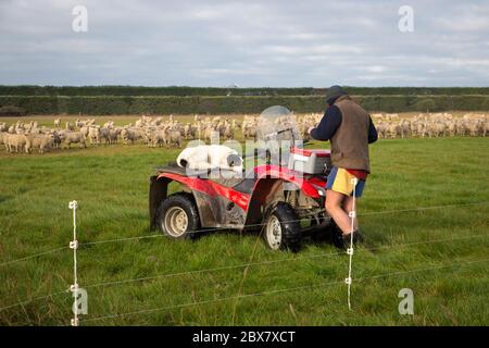 Darfield, Canterbury, Neuseeland, Mai 28 2020: Ein Bauer und sein Schafhund legen in der Schichtpause ein Fechten für Schafe, die mit einem Quad fahren, um auf der Farm herumzukommen Stockfoto