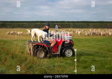 Darfield, Canterbury, Neuseeland, Mai 28 2020: Ein Bauer und sein Schafhund legen in der Schichtpause ein Fechten für Schafe, die mit einem Quad fahren, um auf der Farm herumzukommen Stockfoto