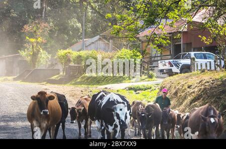 Landwirt hütet Kühe auf der Straße, Costa Rica Stockfoto