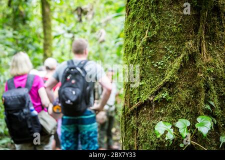 Selektiver Fokus, Nahaufnahme von Baum mit Moos mit Wanderern im Hintergrund, Sensoria, tropisches Regenwaldreservat, Rincon de la Vieja, Provincia de Alajuel Stockfoto