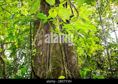 Regenwaldbaum mit Reben, die um Licht, Wasser und Stickstoff konkurrieren, Sensoria, tropisches Regenwaldreservat, Rincon de la Vieja, Provincia de Alajuela, Stockfoto