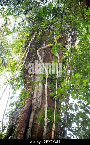 Regenwaldbaum mit Reben, die um Licht, Wasser und Stickstoff konkurrieren, Sensoria, tropisches Regenwaldreservat, Rincon de la Vieja, Provincia de Alajuela, Stockfoto