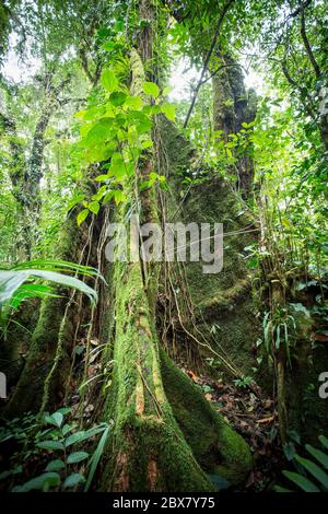 Regenwaldbaum mit Reben, die um Licht, Wasser und Stickstoff konkurrieren, Sensoria, tropisches Regenwaldreservat, Rincon de la Vieja, Provincia de Alajuela, Stockfoto