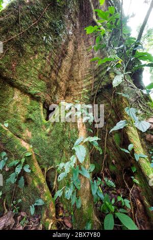 Regenwaldbaum mit Reben, die um Licht, Wasser und Stickstoff konkurrieren, Sensoria, tropisches Regenwaldreservat, Rincon de la Vieja, Provincia de Alajuela, Stockfoto