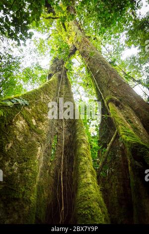 Regenwaldbaum mit Reben, die um Licht, Wasser und Stickstoff konkurrieren, Sensoria, tropisches Regenwaldreservat, Rincon de la Vieja, Provincia de Alajuela, Stockfoto