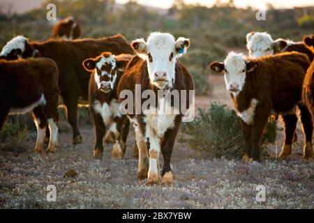 Rinder weiden in der Wüste Weide. Outback New South Wales, Australien, bei Sonnenuntergang. Stockfoto