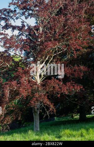 Fagus sylvatica f Purpurea. Kupferbeechenbaum im Frühjahr. GROSSBRITANNIEN Stockfoto