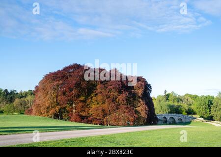 Kupferbuchen und Brücke am frühen Morgen. Blenheim Palace Park, Woodstock, Oxfordshire, England Stockfoto