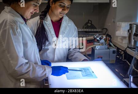 Biomedizinische Forscherin untersucht einen Western Blot Film auf Proteintrennung Stockfoto