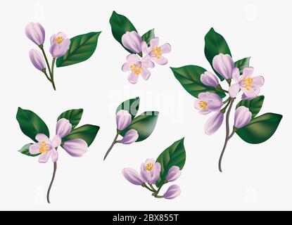 Aquarell violette Blüten isoliert auf weißem Hintergrund. Realistische Hand bemalte Vektor-Illustration von Kirsche, Jasmin floralen Elementen für Gruß Stock Vektor