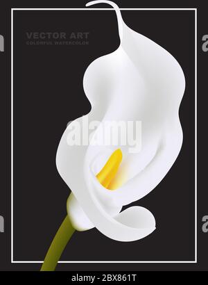 Weiße Calla Vektor-Blumenkarte Vorlage auf schwarzem Hintergrund isoliert. Myay als Trauererinnerung Illustration, Trauerkunst oder Urlaubsdesign verwendet werden. Stock Vektor