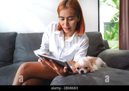 Asiatische Geschäftsfrauen und ein Chihuahua Welpe sind im Zimmer und beobachten die Nachrichten auf einem Tablet - Arbeit von zu Hause aus Stockfoto
