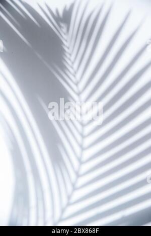 Schatten von Palmenblatt auf weißer Wand, abstrakter Hintergrund. Stockfoto