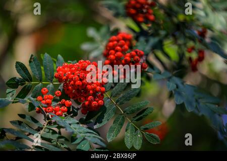 Zweig mit leuchtend roten Vogelbeeren oder ashberry auf einer Esche mit dem Hintergrund von grünen Baumblättern in einem wilden Wald in der Nähe von Stockholm, Schweden Stockfoto