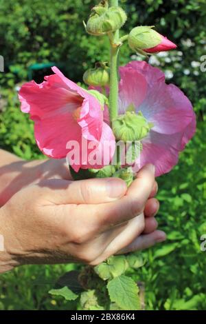 Die Frau pflückt und kümmert sich um rosa Malgeflüht Garten Blumen auf Sommer Busch Stockfoto
