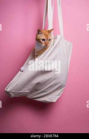 Einkaufstasche, niedliche Ingwer-Katze in einer Tasche auf rosa Hintergrund Stockfoto