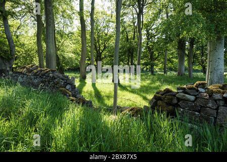 Alte Steinmauer in einem Wald in Ierland an einem sonnigen Tag im Frühling Stockfoto
