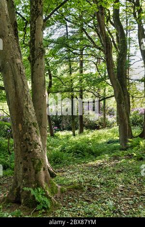 Waldlandschaft in der Grafschaft Donegal Irland Stockfoto