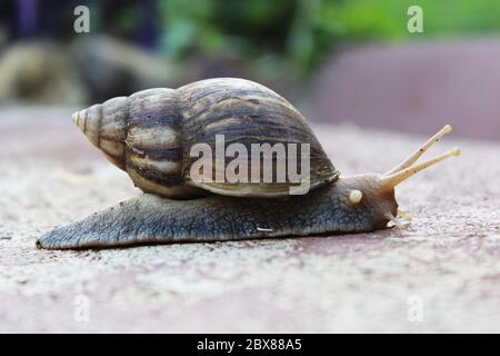 Nahaufnahme der Schnecke Seitenansicht Stockfoto
