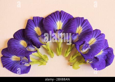 Schmetterling Erbsenblumen Foto isolieren auf beige Draufsicht Stockfoto