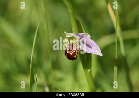 Eine schöne Bienen-ragwurz, Ophrys apifera, wächst in einer Wiese in Großbritannien. Stockfoto