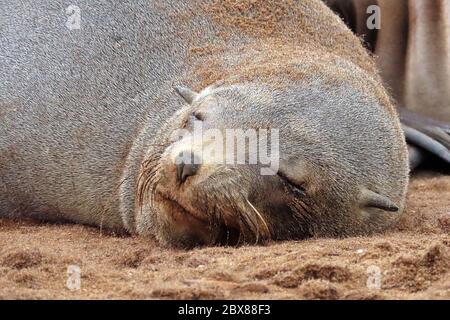 Eine Erwachsene weibliche Kapfellrobbe (Arctocephalus pusillus), die am Strand im Cape Cross Seal Reserve, Erongo Region, Namibia schläft. Stockfoto