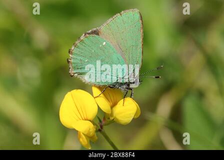 Ein schöner grüner Hairstreak Schmetterling, Callophrys rubi, stechend auf einer gemeinen Vogel-Fuß-Baumfolienwildblume, Lotus corniculatus, in einem Feld am ed Stockfoto