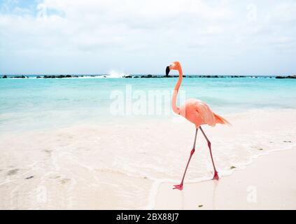 Flamingo Beach Aruba Stockfoto