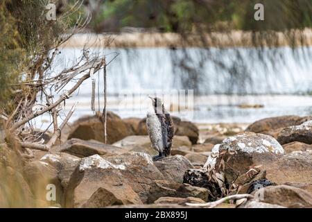 Ein mausender Königspinguin, der allein auf dem felsigen Vorland Bruny Island, Tasmanien, steht. Bokeh Hintergrund des Meeres und Strand. Landschaft am Strand. Stockfoto