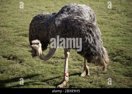 Weibliche Strauß (Struthio camelus) auf Gras Stockfoto